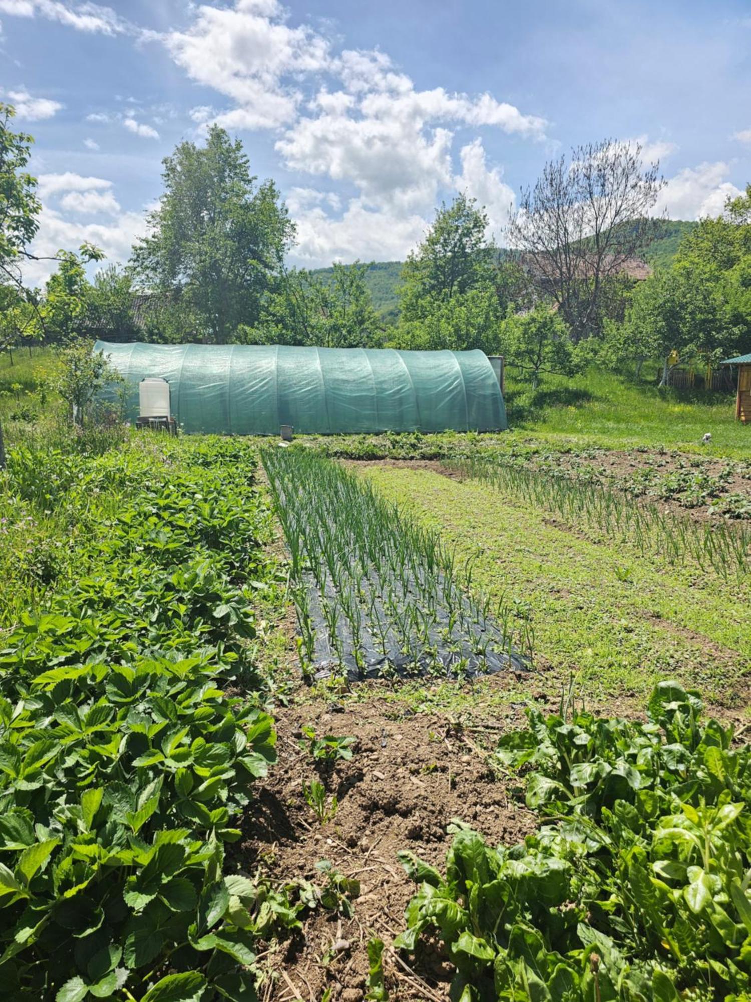 Konaci Oceva Zemlja Bungalovi Konaci Oceva Zemlja Vikendica Mojkovac Eksteriør billede